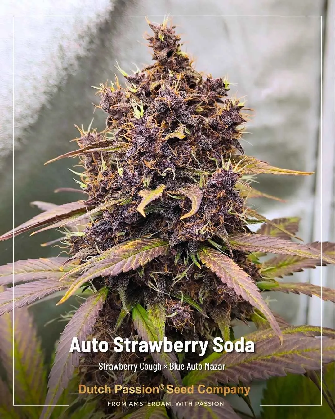 Auto Strawberry Soda Dutch Passion