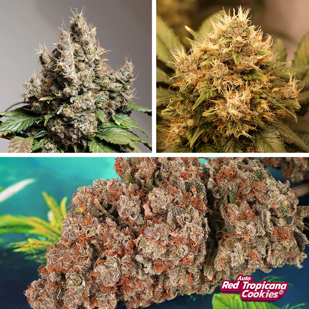 Auto-Red-Tropicana-Cookies-Flower-and-buds