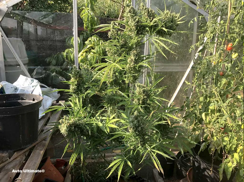Auto Ultimate, autoflower grown in a greenhouse