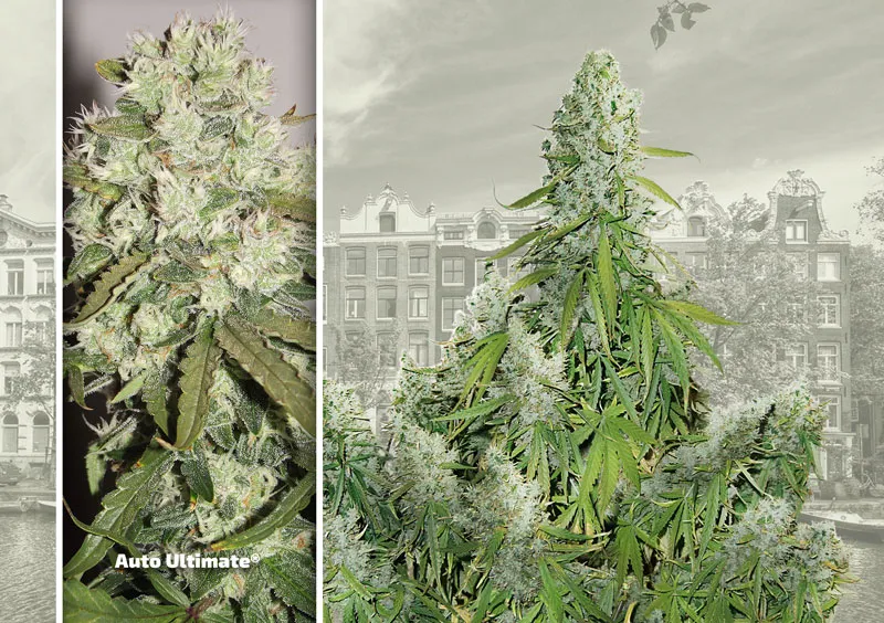 dutch-passion-cannabis-seed-company-top-5-autoflower-auto-ultimate-xl-yields