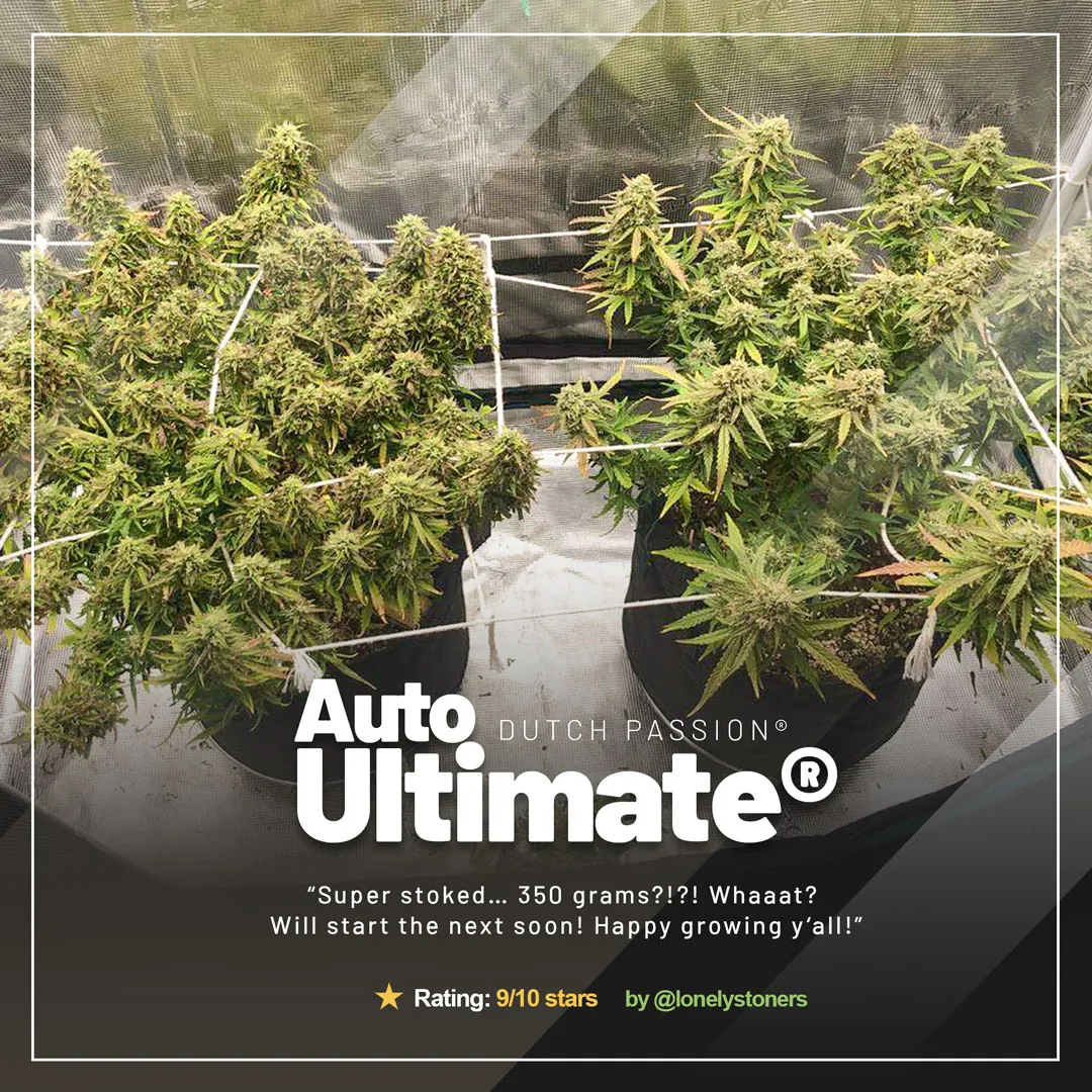 Auto-Ultimate-extreme-harvest-autoflowers-xxl-yield-fat-buds