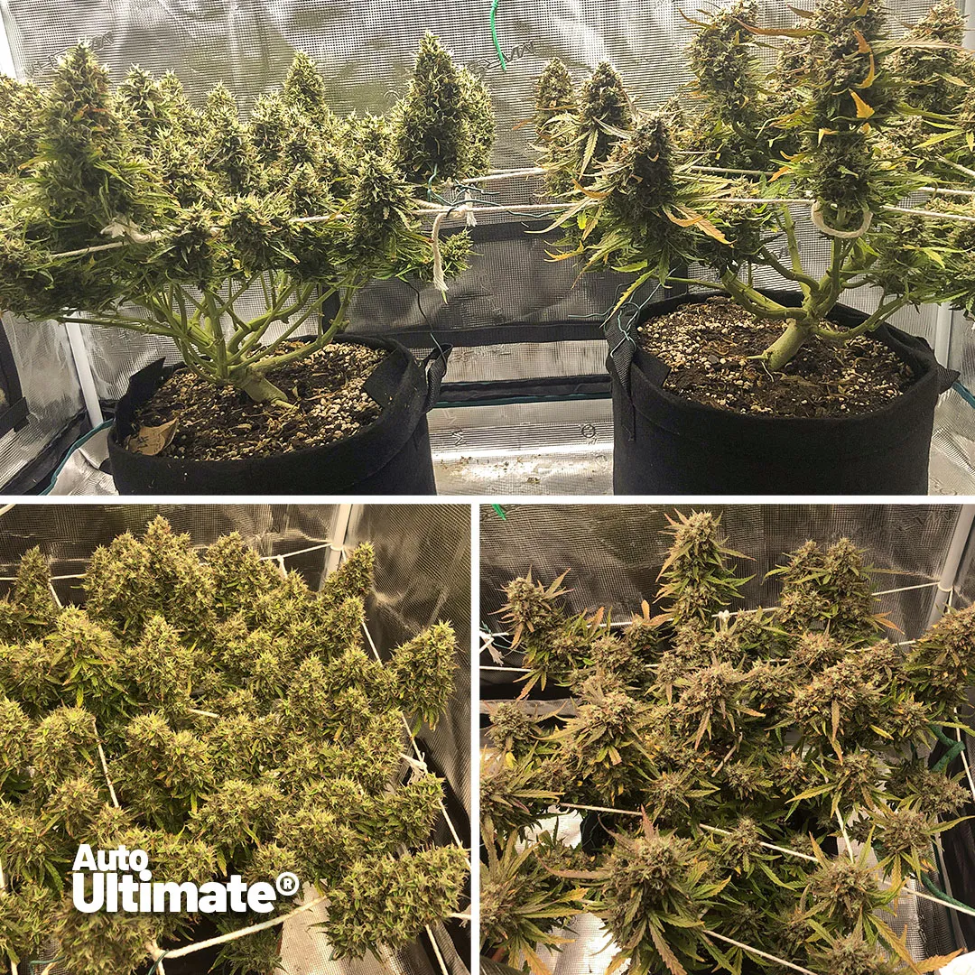Auto-Ultimate-grow-review-xxl-yield-big-buds