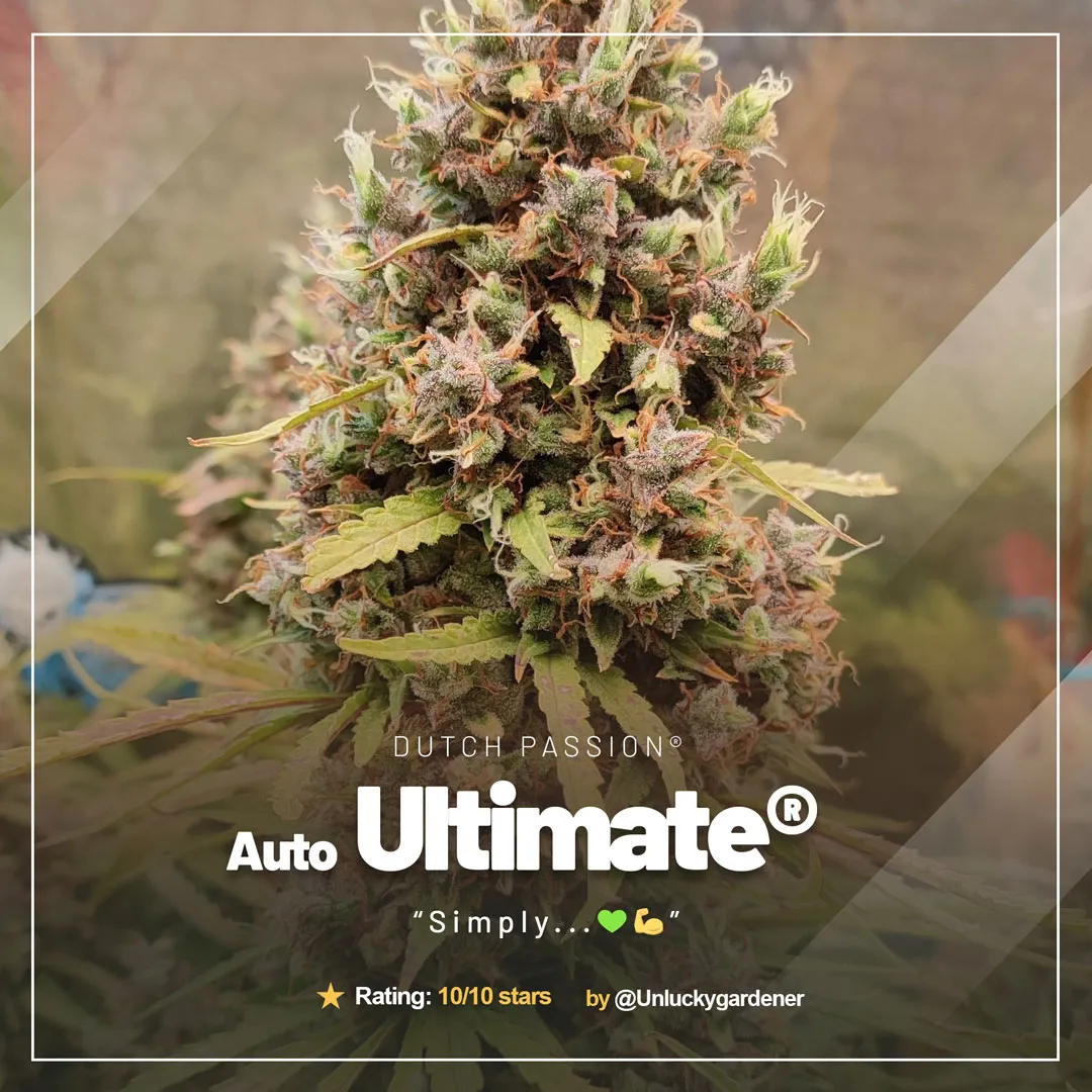 Auto-Ultimate-growdiaries-grow-review-dutch-passion-autoflower-01