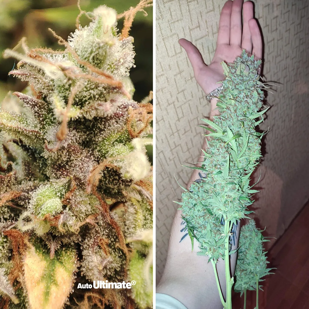 Auto-Ultimate-growdiaries-grow-review-dutch-passion-autoflower-02