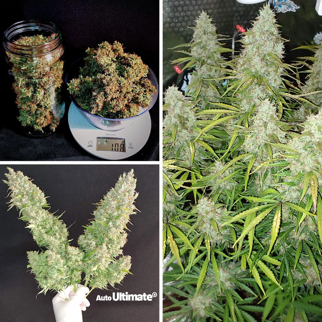 Auto-Ultimate-growdiaries-grow-review-dutch-passion-autoflower-03