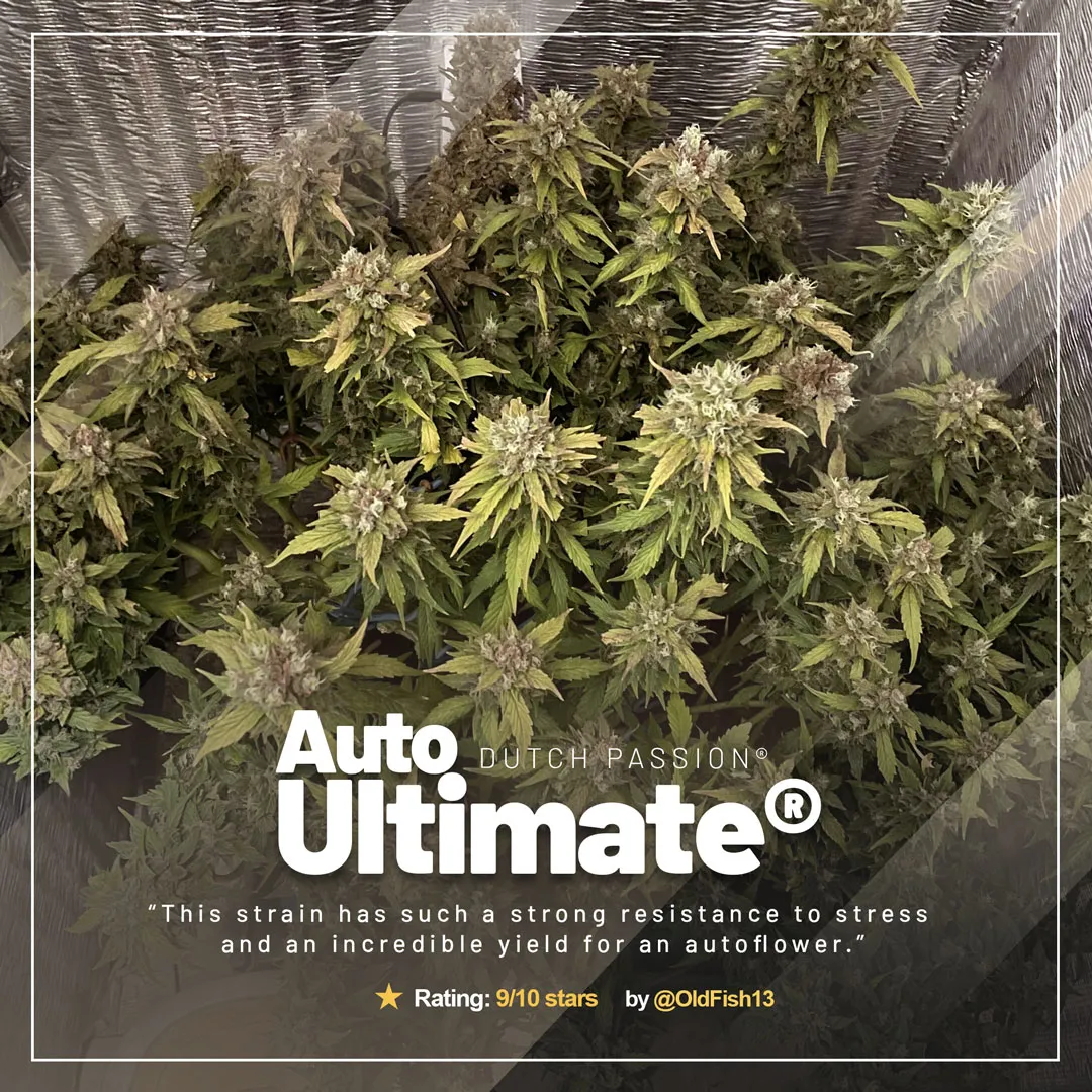 Auto Ultimate by @OldFish13