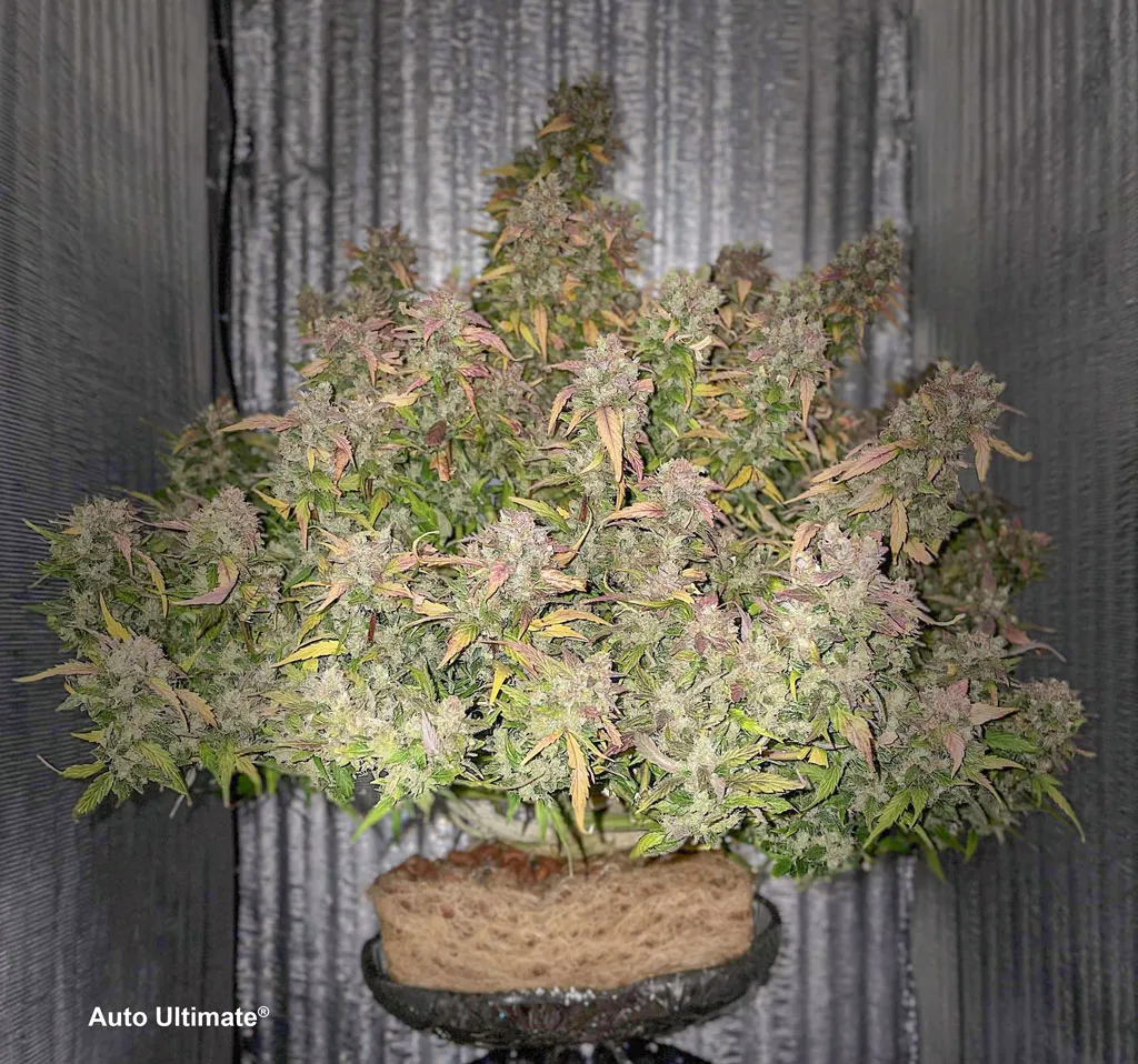 XXL-yielding Auto Ultimate by @OldFish13