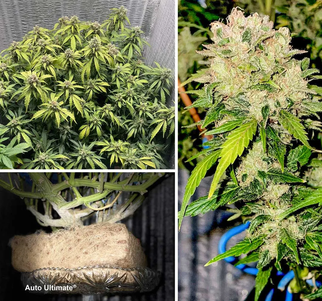 Auto Ultimate plant by @OldFish13