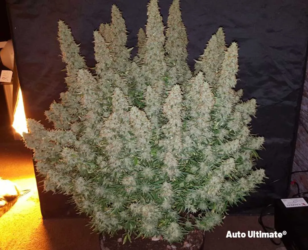 Auto-Ultimate-huge-yield-big-autoflowers