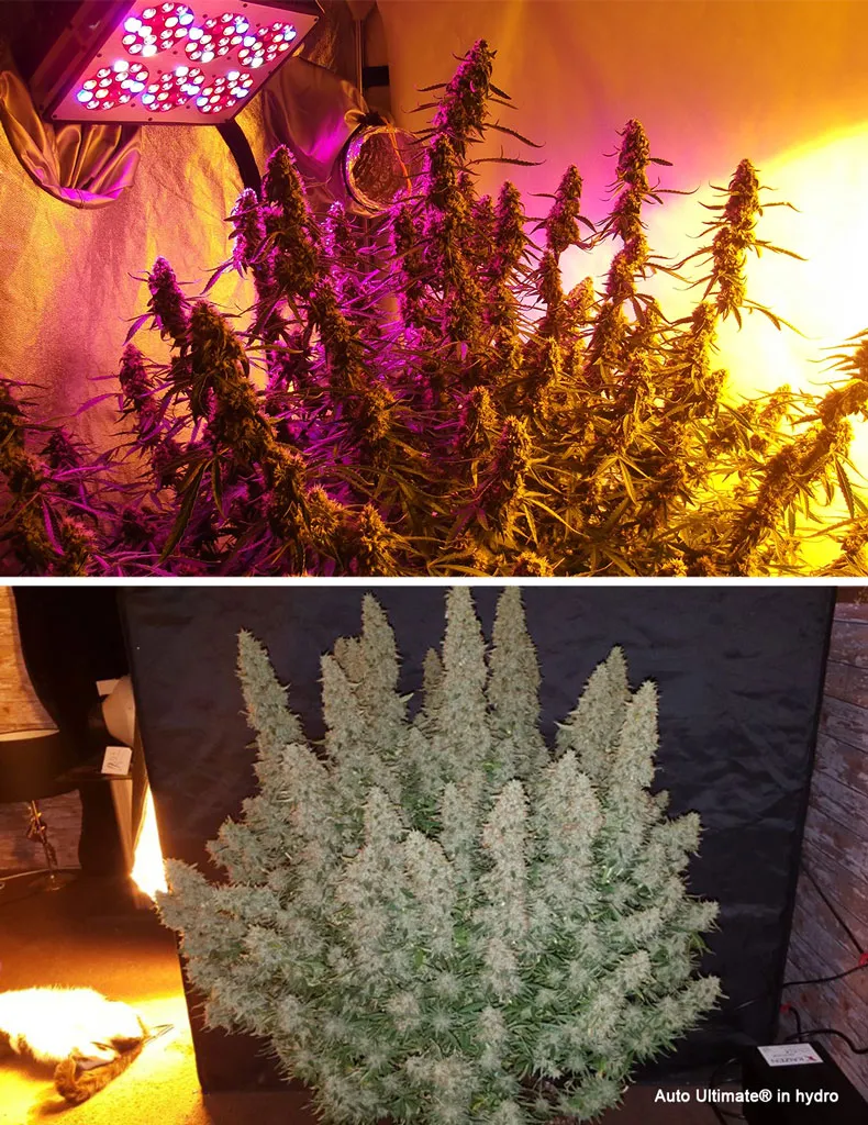 Auto Ultimate hydroponic