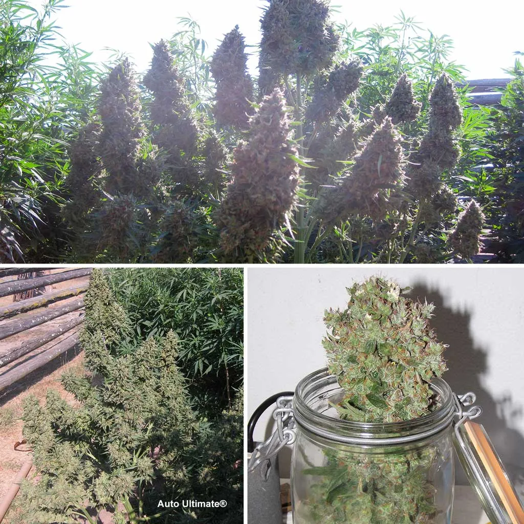Auto Ultimate, the ultimate yielding autoflower