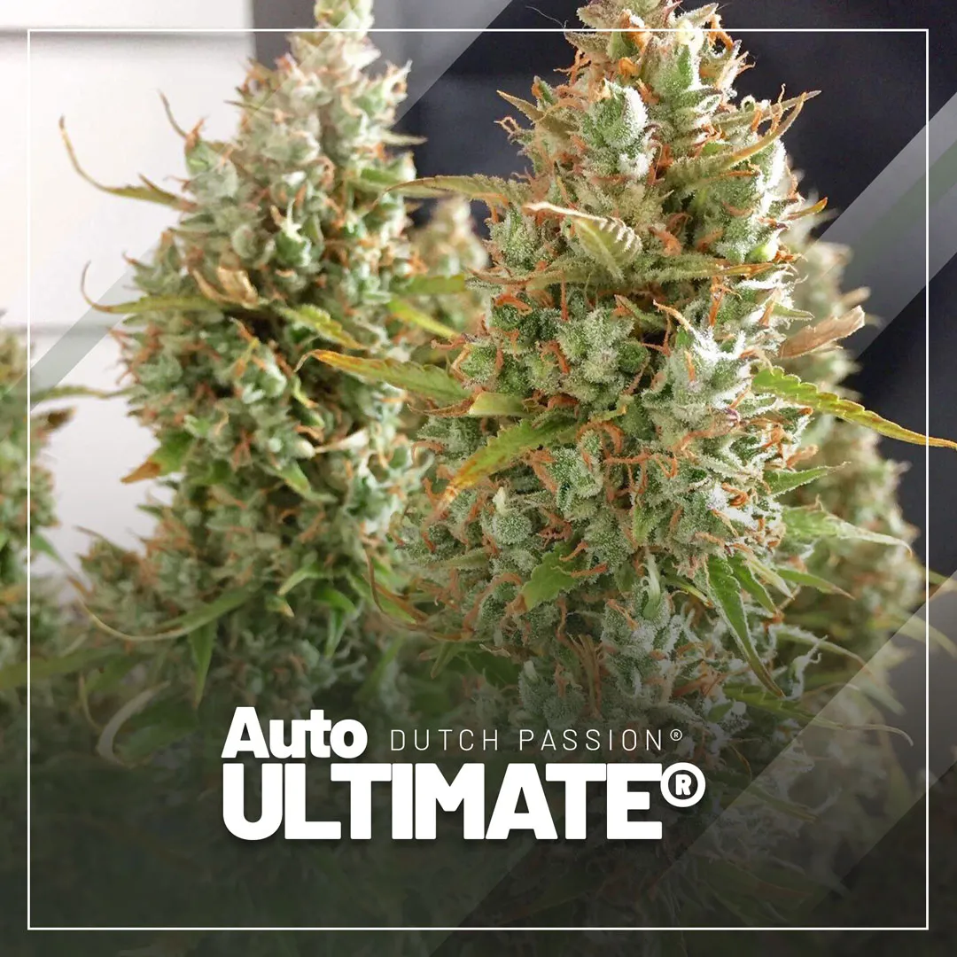 Auto-Ultimate-the-autoflower-with-insane-yields