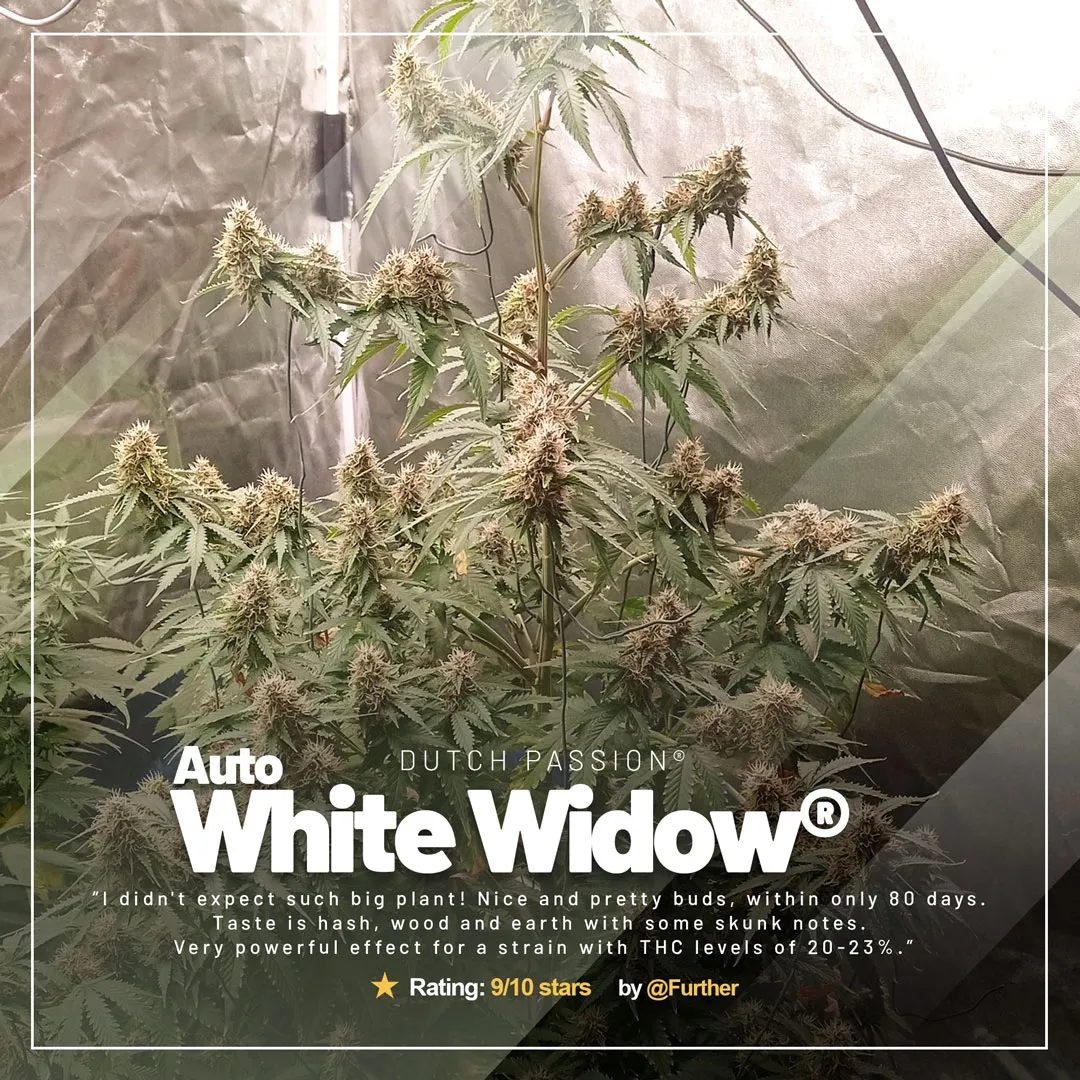 Auto-White-Widow-autoflower-by-Dutch-Passion-cannabis-seeds