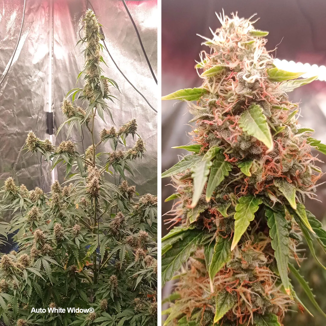 Auto-White-Widow-autoflower-by-Dutch-Passion-cannabis-seeds-2