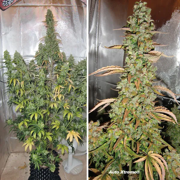 Auto Xtreme by Dutch Passion
