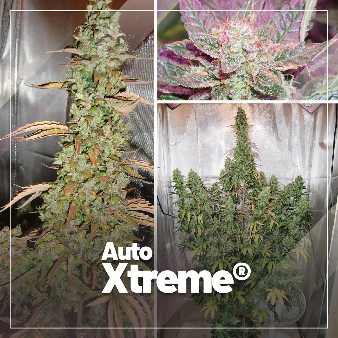 Auto Xtreme, heavy yielding autoflowering Haze seeds
