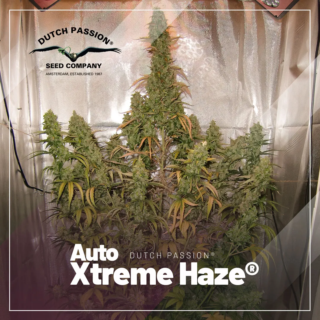 Auto-Xtreme-haze-christmas-tree-structure-autoflowers