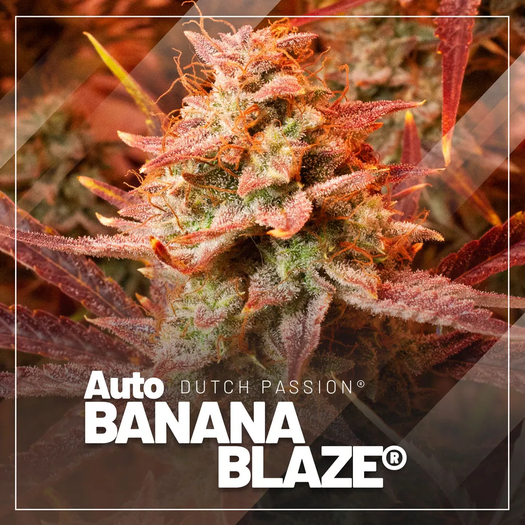 Auto-banana-blaze-classic-banana-indica-autoflower