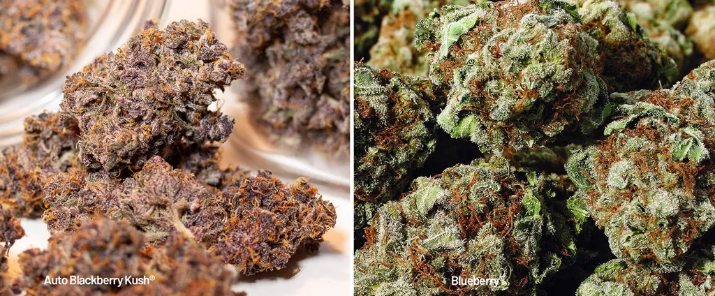 Auto Blackberry Kush vs Blueberry