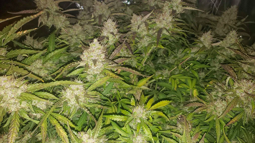 Auto-blueberry-autoflower-grow-report