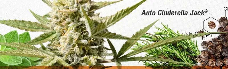 Auto Cinderella Jack Beta-caryophyllene