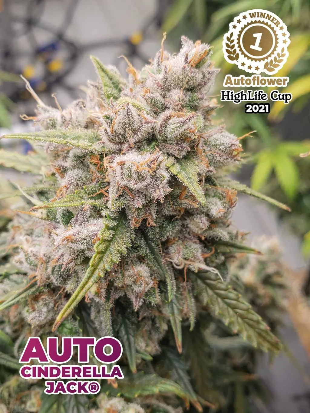 Auto-cinderella-jack-cannabis-seeds-best-autoflower-highlife-cup-2021-dutch-passion