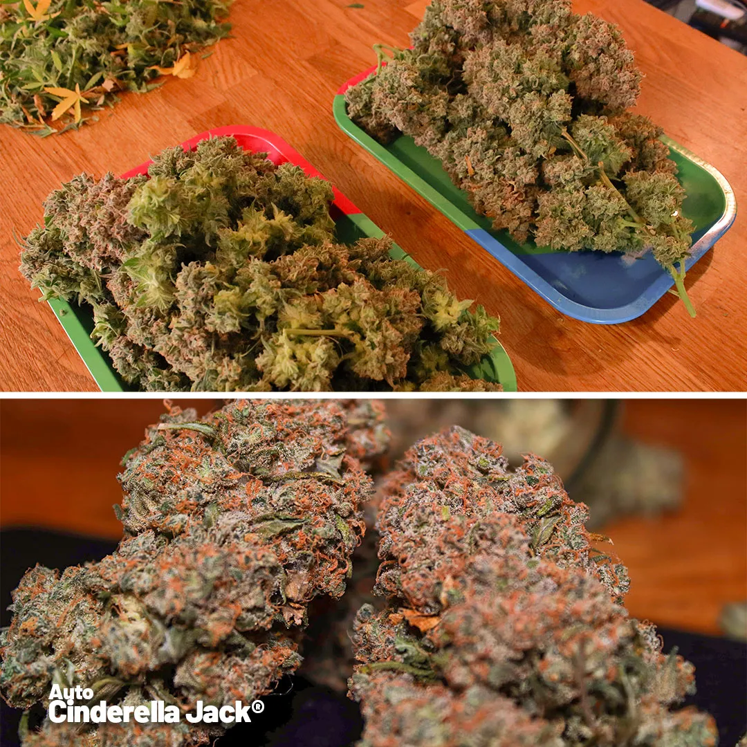 Auto-cinderella-jack-dutch-passion-buy-cannabis-seeds