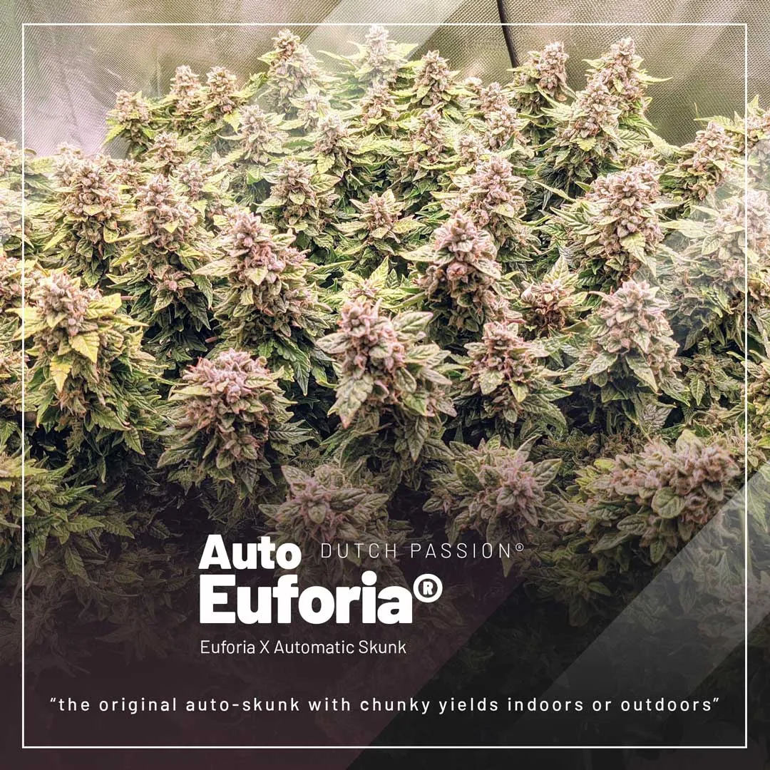Auto-euforia-skunk-autoflower-with-easy-growing-for-beginners