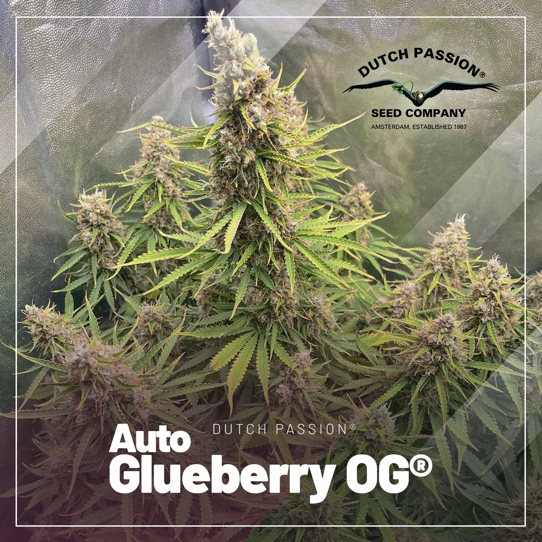 Auto-glueberry-OG-christmas-tree-structure-autoflowers