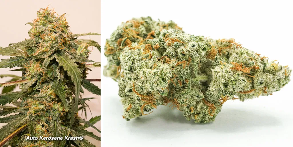 Auto Kerosene Krash, fresh fuel diesel smells