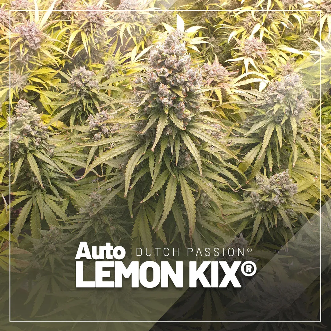 Auto-lemon-Kix-autoflower-usa-genetics-cannabis-seeds(1)