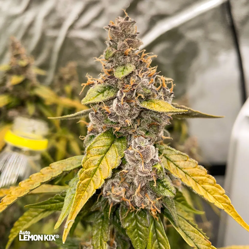 Auto-lemon-Kix-in-jars-yield-grow-report