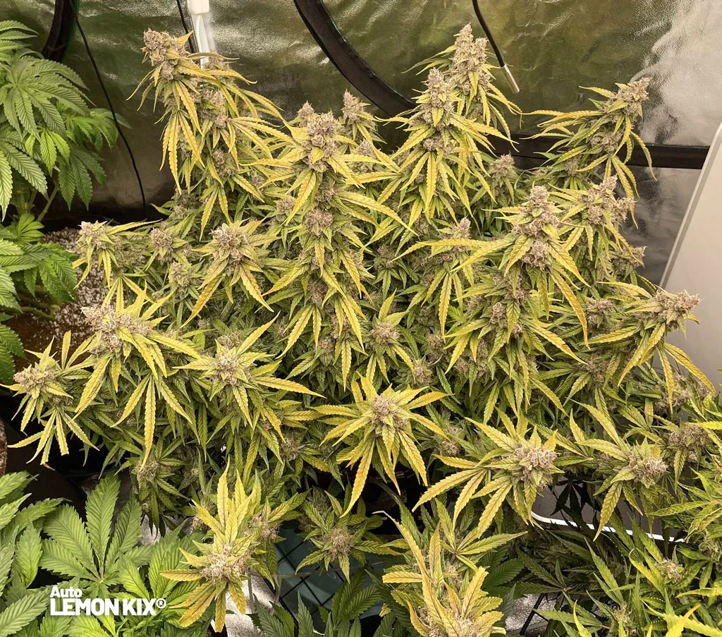 Auto-lemon-Kix-in-jars-yield-grow-report