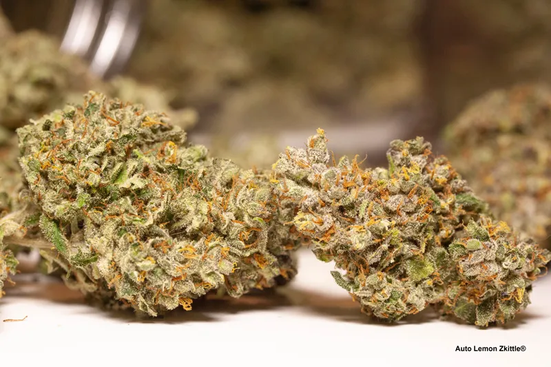 dutch passion quality Auto Lemon Zkittle