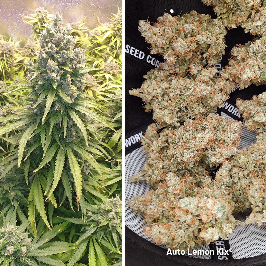 Auto-lemon-kix-lemon-autoflower-cannabis-seeds-dutch-passion