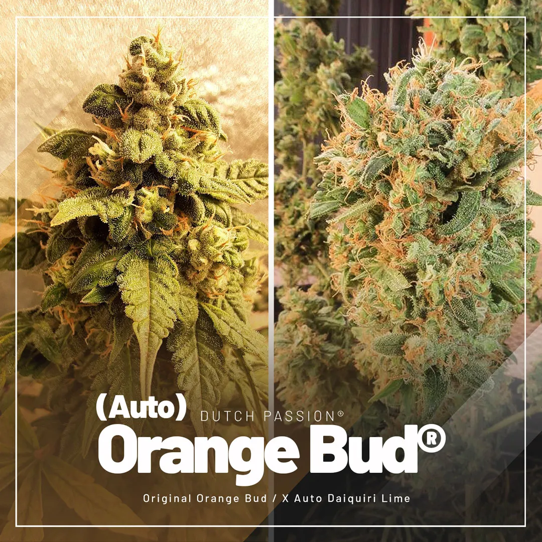 Auto-orange-Bud-cannabis-classic-with-amazing-orange-aroma-and-taste