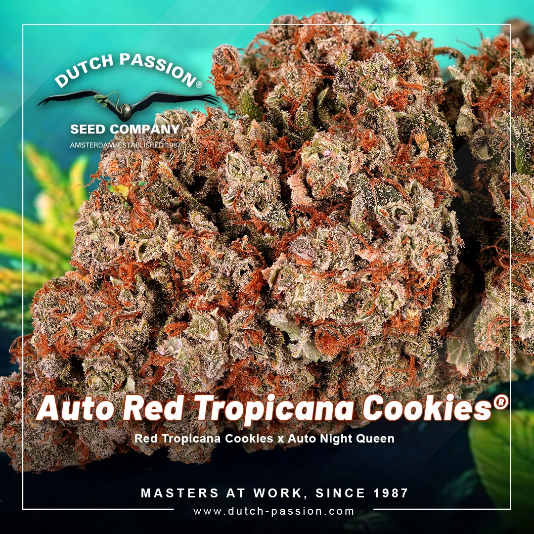 Auto-red-tropicana-cookies