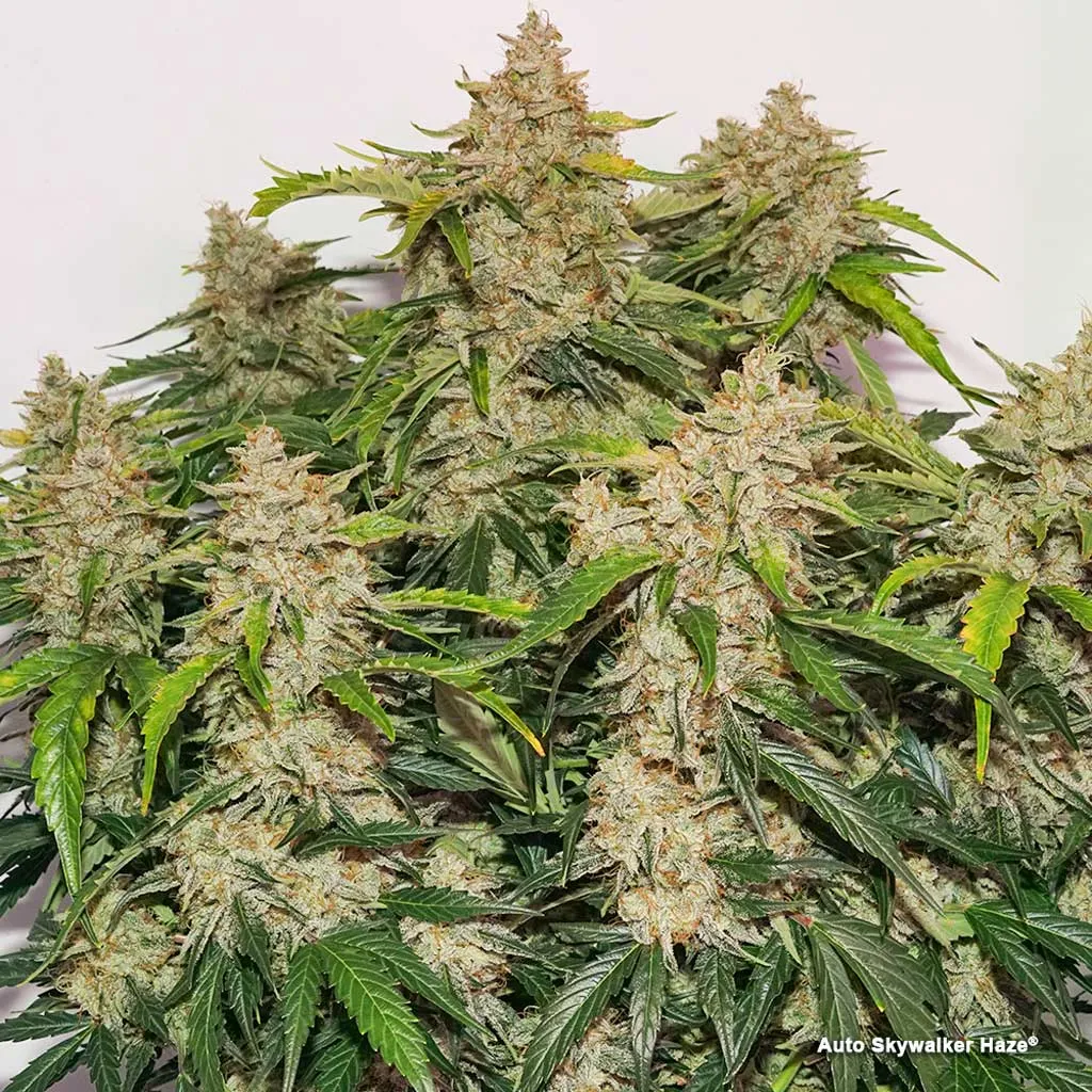 Auto Skywalker Haze, a new Dutch Passion auto