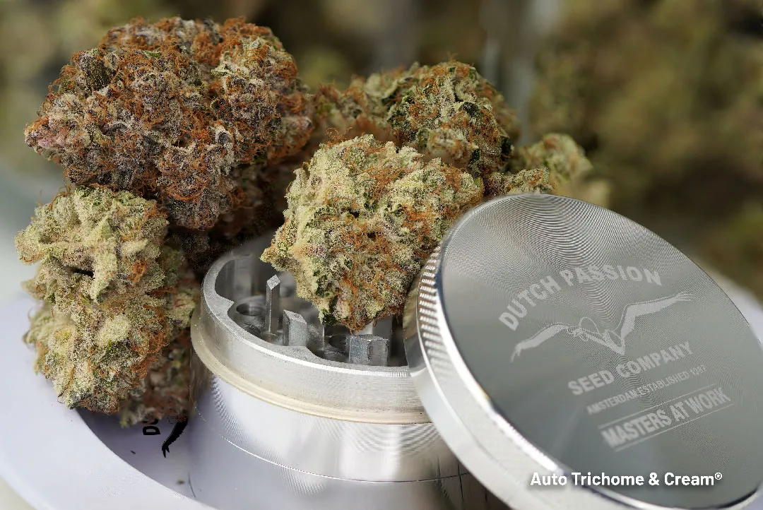 Auto-trichome-and-cream-autoflower-terpene-myrcene