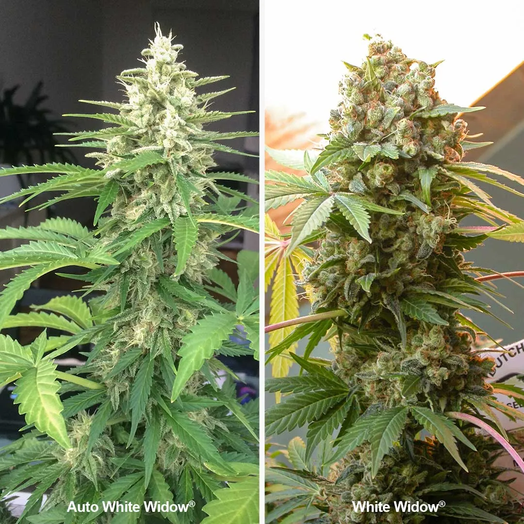 Auto-white-widow-autoflower-vs-White-widow-feminised-cannabis-seeds