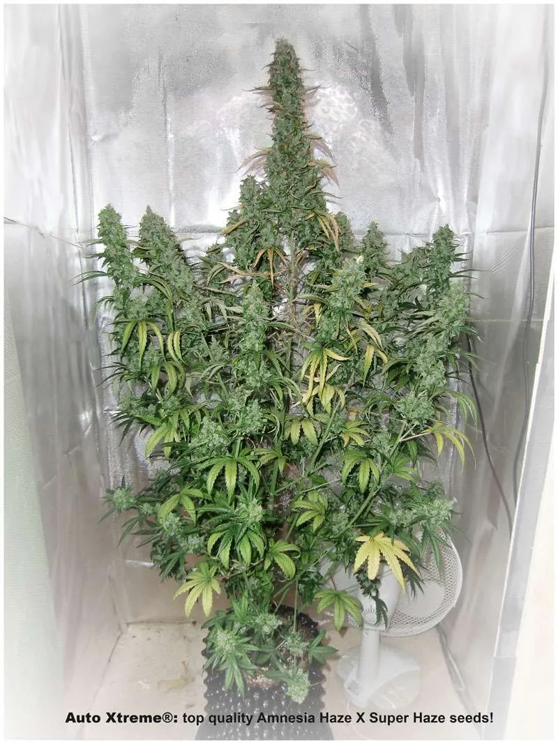 Auto Xtreme: top quality Amnesia Haze X Super Haze seeds!