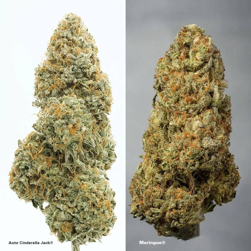 Autoflower vs Feminised buds