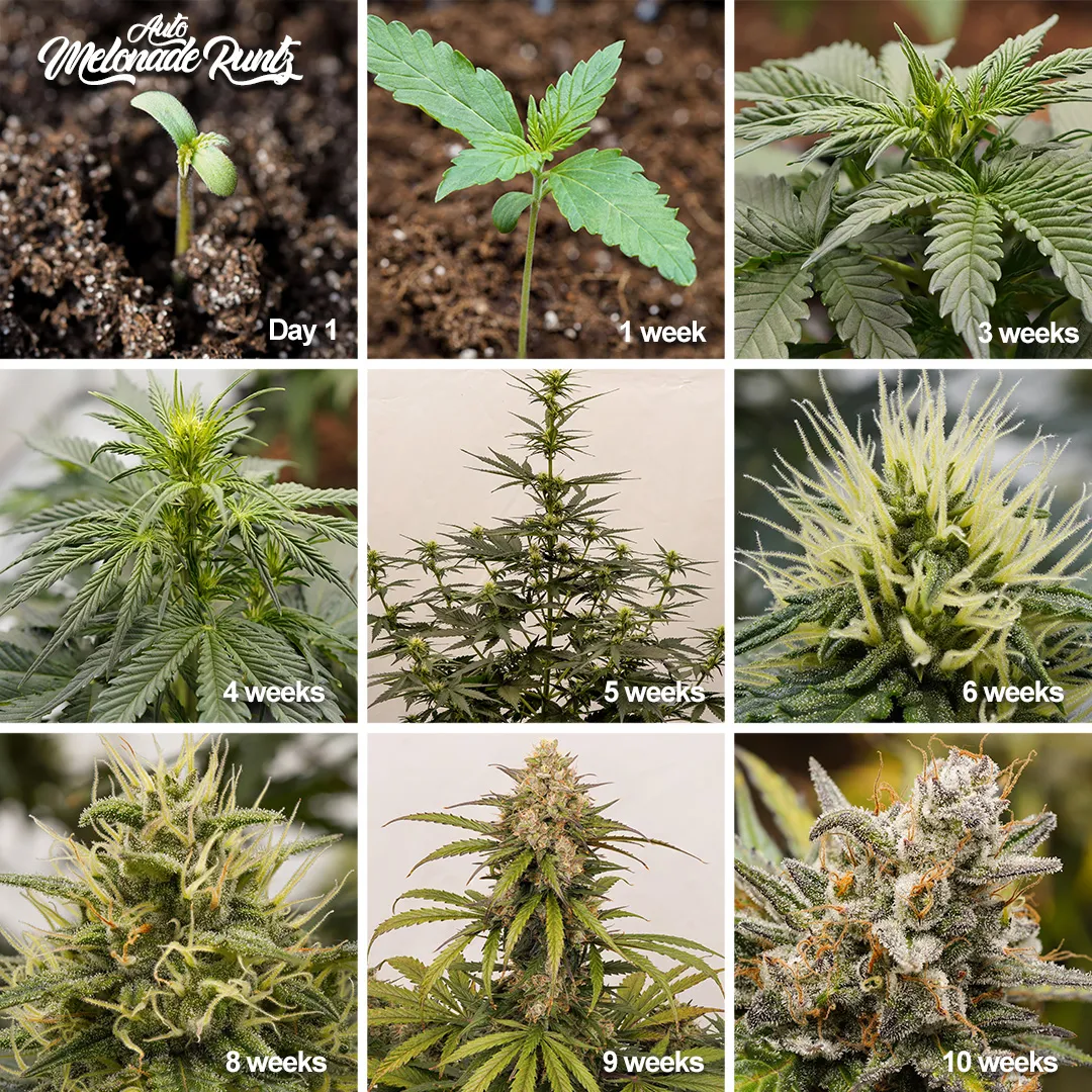 Autoflower-week-by-week-overview-Auto-Melonade-Runtz