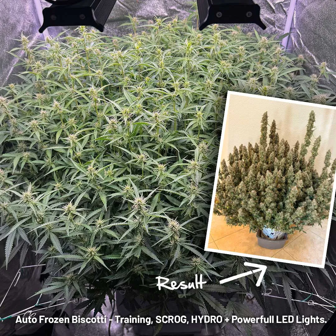 Autoflower with an extreme amount of buds