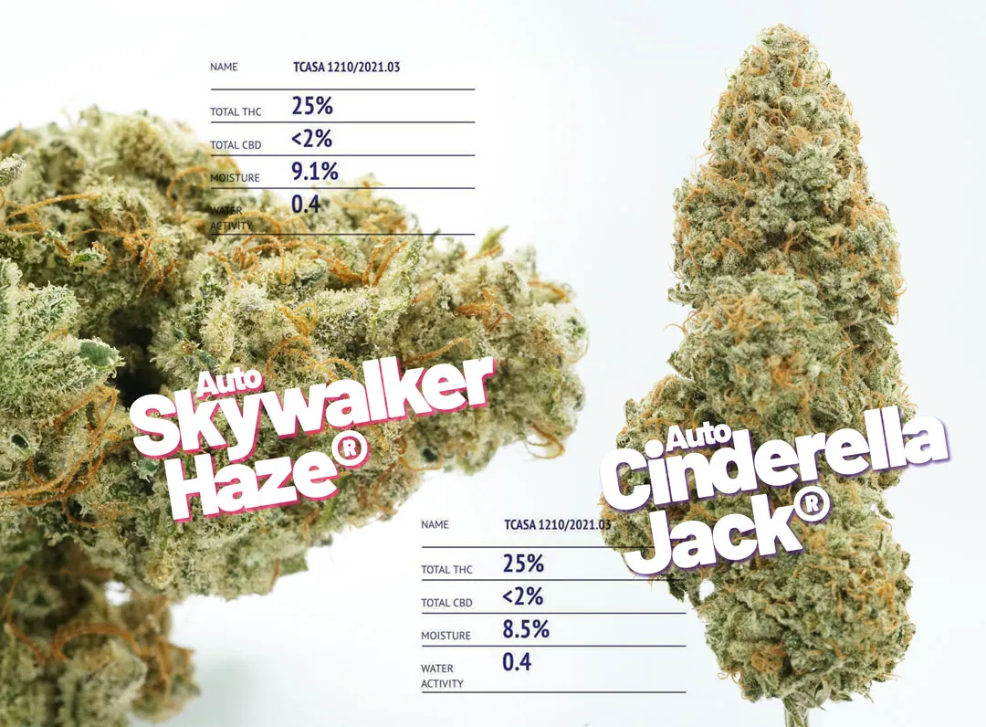 Autoflowers-and-potency-extreme-thc-levels-possible.