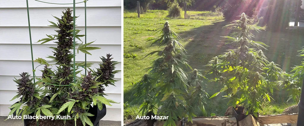 Autoflowers-by-dutch-passion-growing-outside