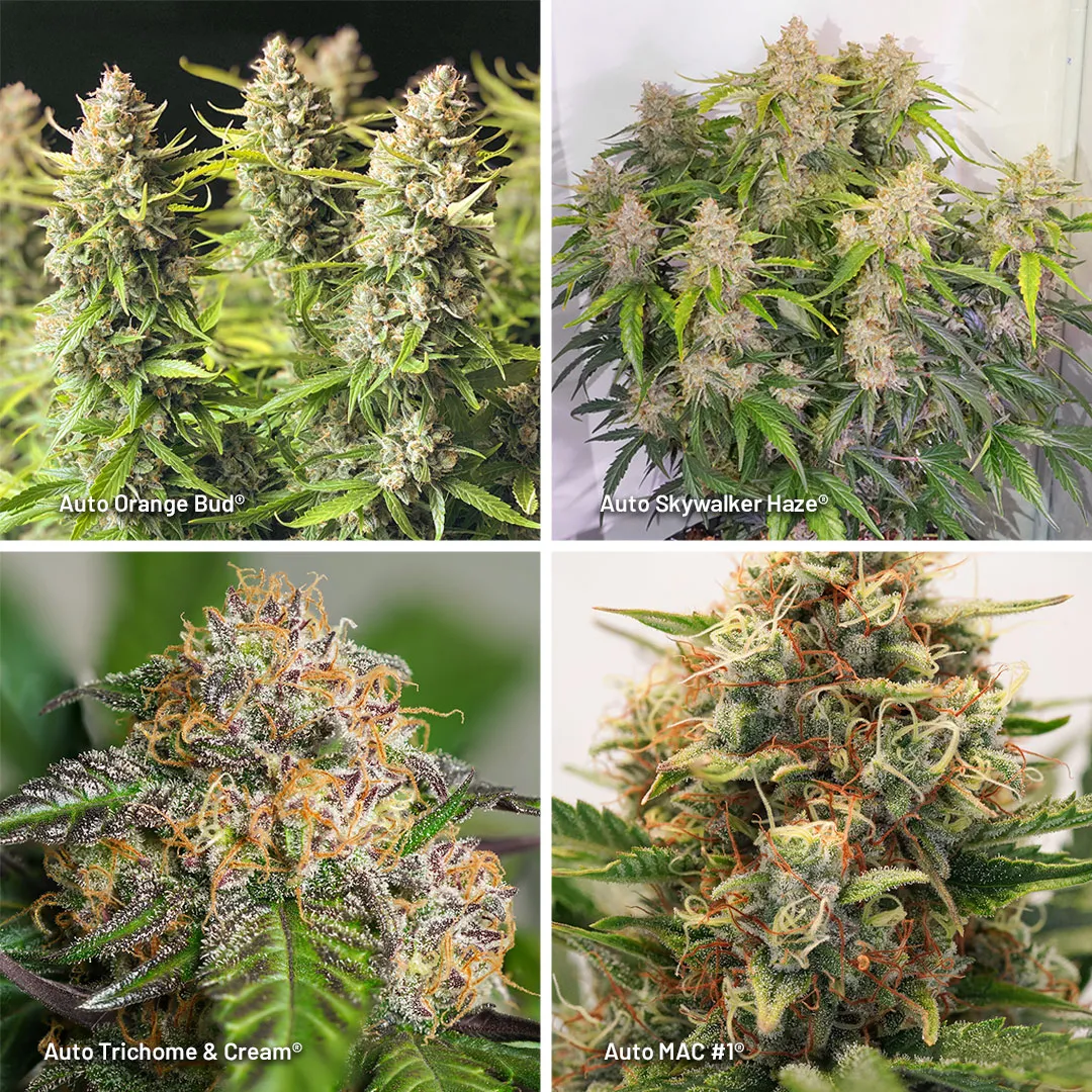 Autoflowers-for-home-growing-with-potency-and-yield