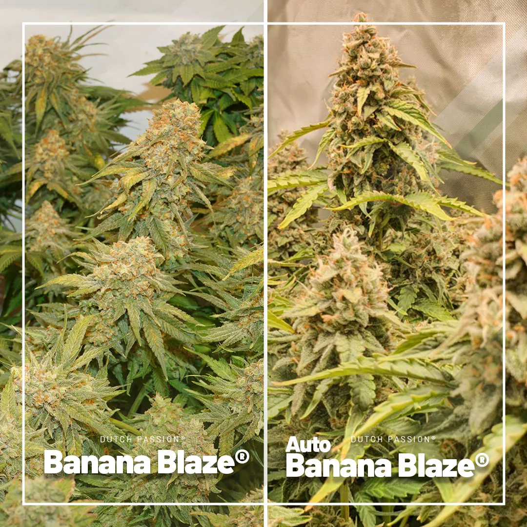 Banana-Blaze-and-Auto-banana-blaze-autoflower-cheap-budget-cannabis-seeds