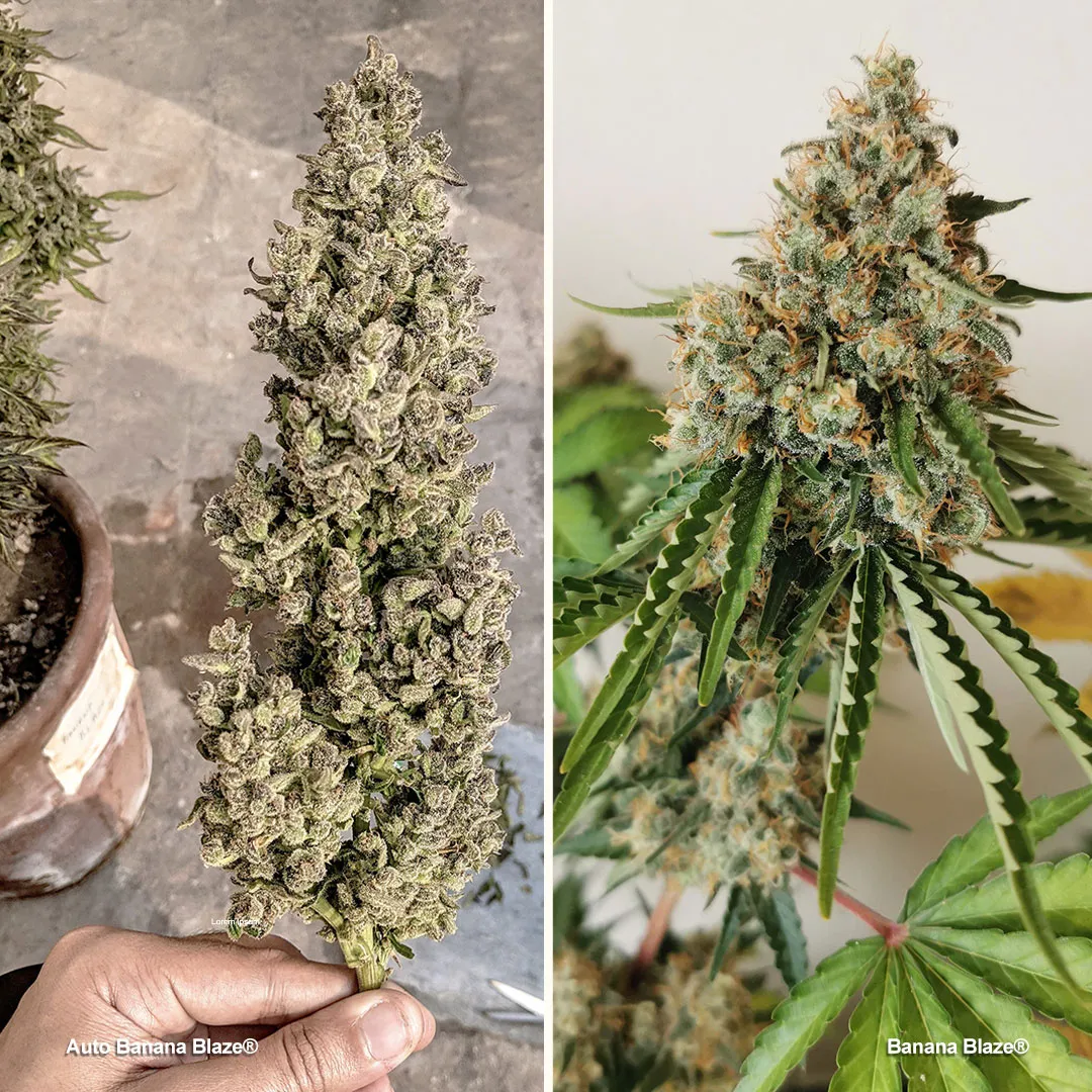 Banana Blaze (&amp; Auto Banana Blaze), une variété de cannabis indica old school sucrée et fruitée
