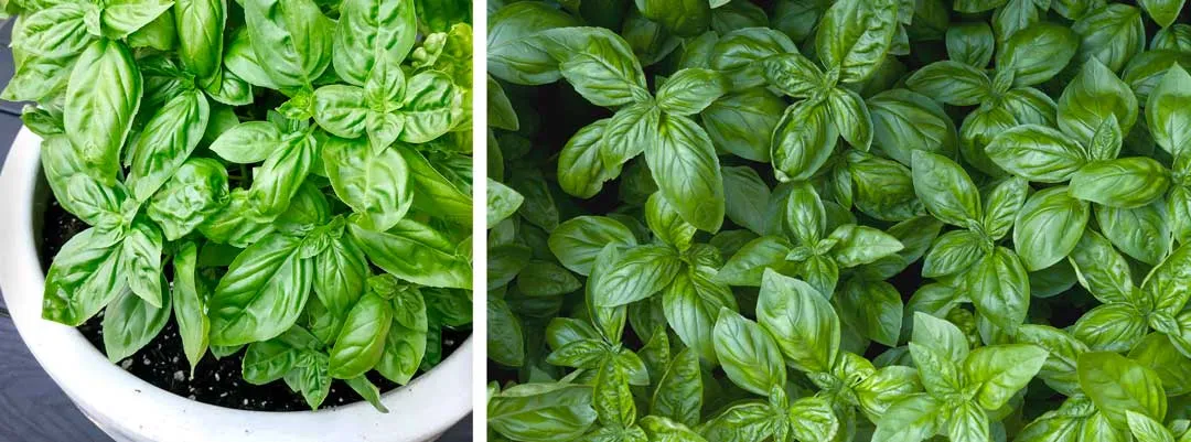 Basil-growing-Companion-plants-for-your-own-stash-of-edible-herbs